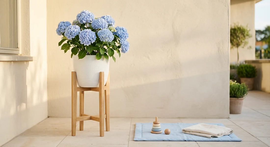 Hortensia bleu en pot posé en hauteur sur une terrasse, tapis de jeu et jouets en bois à distance de la plante